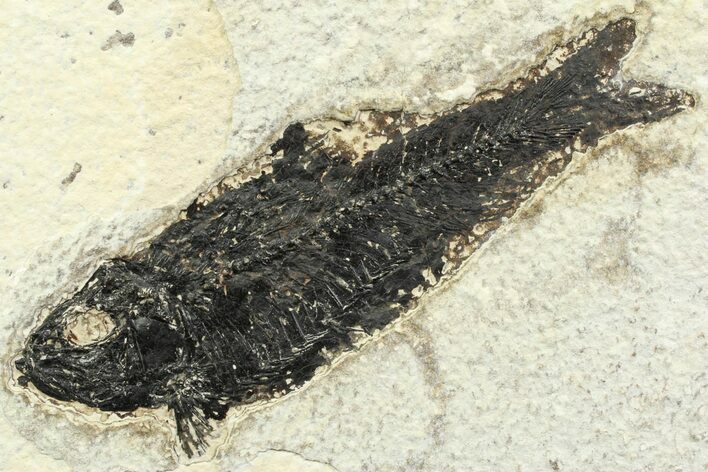 Detailed Fossil Fish (Knightia) - Wyoming #356772